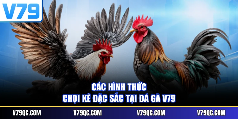 Các hình thức chọi kê đặc sắc tại đá gà V79