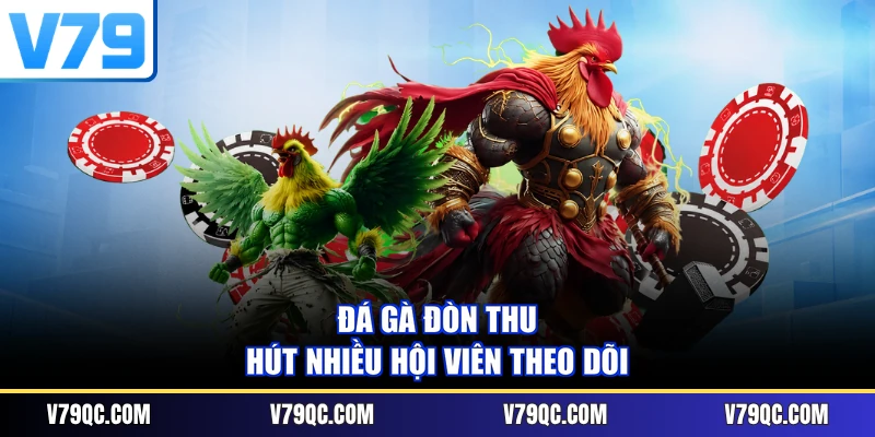 Đá gà đòn thu hút nhiều hội viên theo dõi