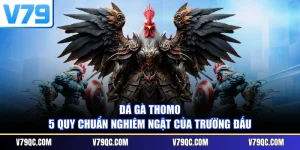 Đá Gà Thomo - 5 Quy Chuẩn Nghiêm Ngặt Của Trường Đấu
