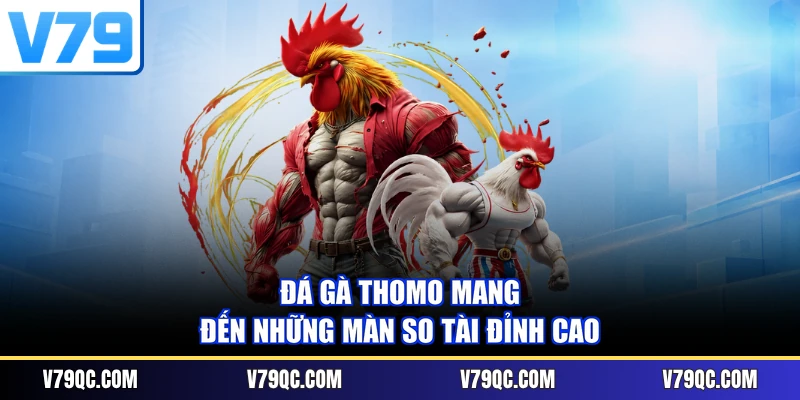 Đá gà Thomo mang đến những màn so tài đỉnh cao
