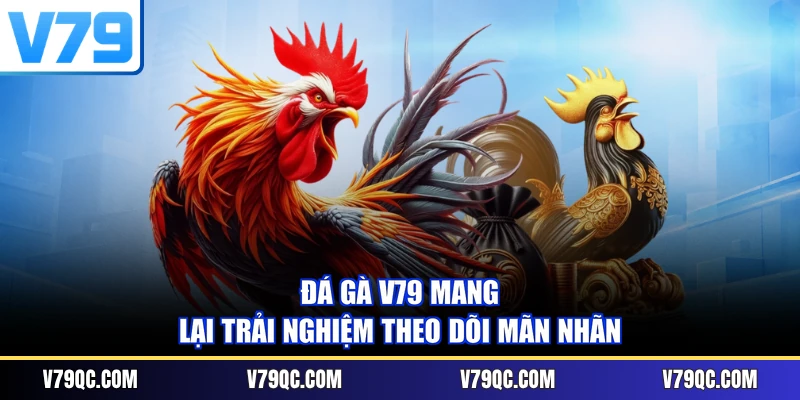 Đá gà V79 mang lại trải nghiệm theo dõi mãn nhãn