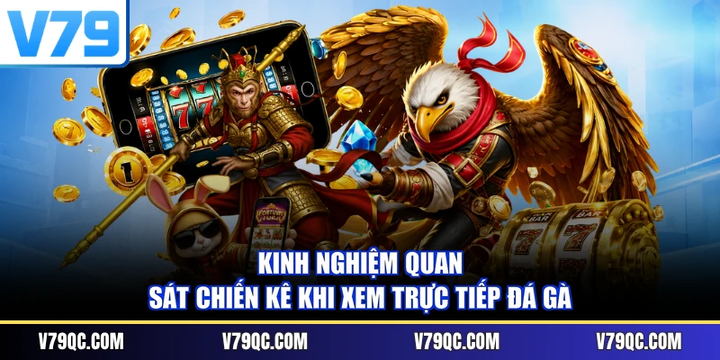 Kinh nghiệm quan sát chiến kê khi xem trực tiếp đá gà